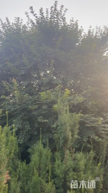15公分鸡爪槭