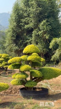 亮晶桩 自产自销