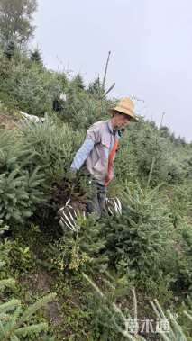 高度120厘米青海云杉
