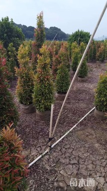 高度130厘米红车