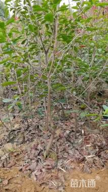 高度160厘米红叶石楠篱笆