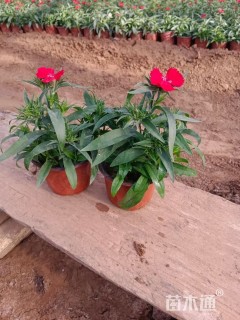 高度20厘米石竹