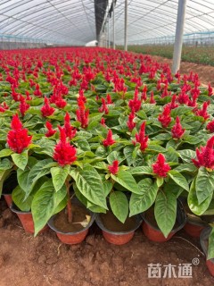 高度20厘米鸡冠花