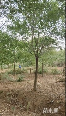 20公分枇杷