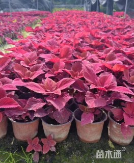 高度20厘米彩叶草