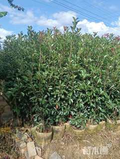 0.8公分红叶石楠