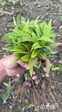 0.3公分细叶青冈