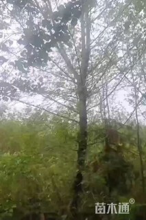 24公分枫杨