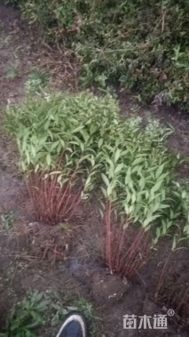 高度30厘米绣线菊