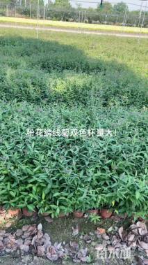 高度20厘米粉花绣线菊