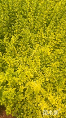 高度30厘米亮金女贞