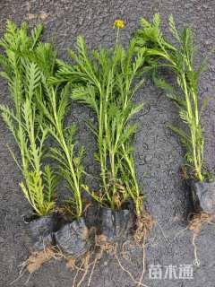 高度15厘米黄金菊