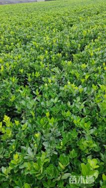 高度40厘米大叶黄杨小苗