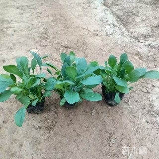 高度10厘米黑心菊