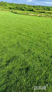 草卷状马尼拉草