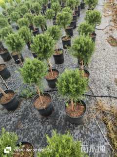 高度40厘米迷迭香