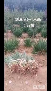 高度60厘米丝兰