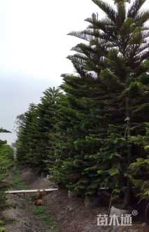 10公分南洋杉