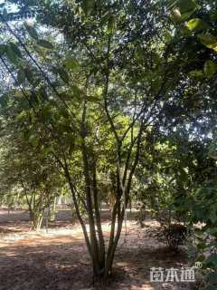 50公分丛生朴树