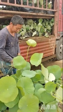 高度20厘米荷花