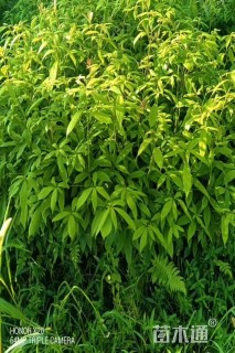 高度80厘米金丝楠木小苗