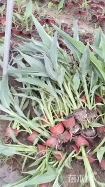 高度60厘米水生美人蕉