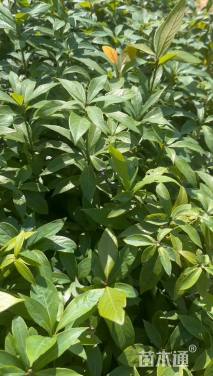 0.3公分金丝楠木