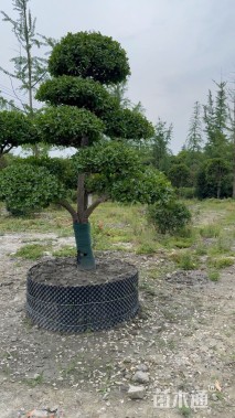 18公分造型黄杨