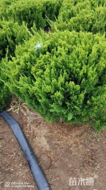 冠幅100厘米龙柏球