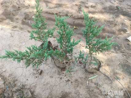 高度25厘米铺地柏