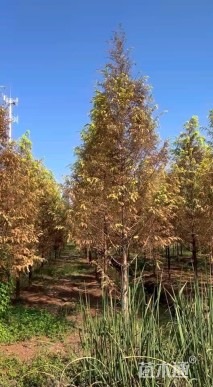 12公分金叶水杉