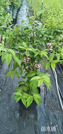 高度80厘米溲疏