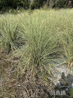 高度150厘米花叶蒲苇