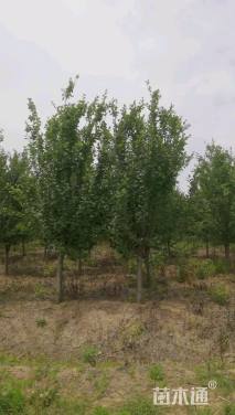 12公分西府海棠