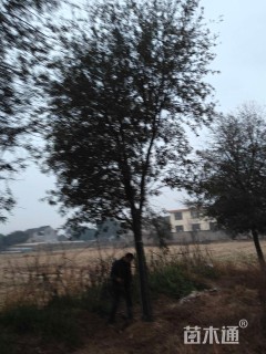 18公分弗吉尼亚栎