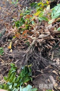 高度100厘米板栗