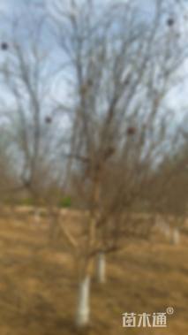 高度400厘米果石榴