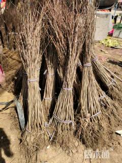 高度100厘米紫荆