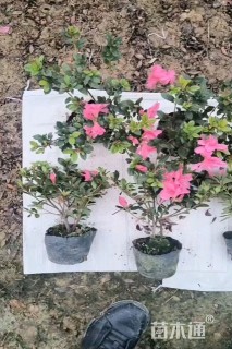 容器苗安酷杜鹃