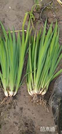 高度40厘米水生鸢尾