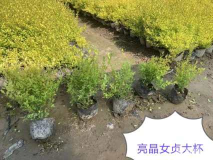 高度35厘米亮晶女贞小苗
