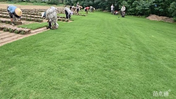 草卷状百慕大草