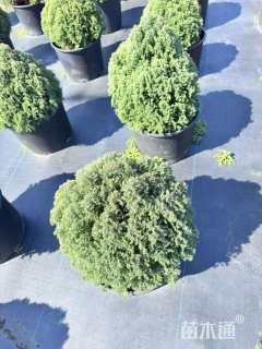 高度20厘米球柏