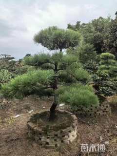 13公分造型黑松