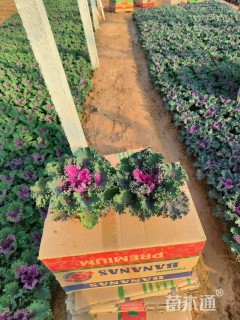 高度20厘米羽衣甘蓝