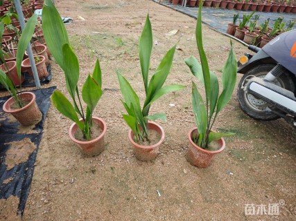 高度40厘米一叶兰