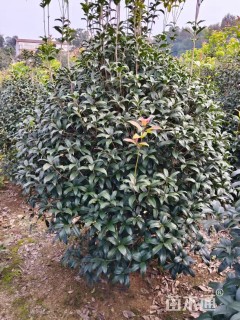 高度200厘米丛生桂花