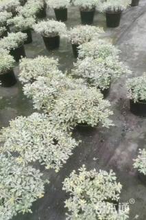 高度200厘米木绣球