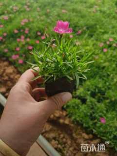 高度14厘米欧石竹