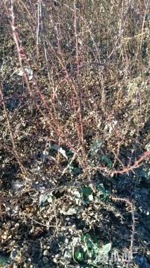 高度40厘米黄刺玫